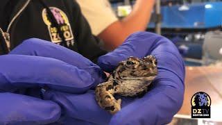 Toad-ally Exciting News: Conserving the Boreal Toad in Colorado