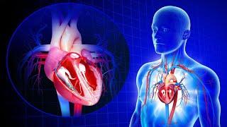 BASIC ANATOMY & PHYSIOLOGY REVIEW: Cardiovascular System