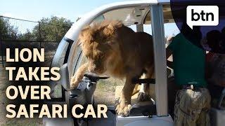 Lion Scares Tourists By Jumping Inside Safari Car - Behind the News