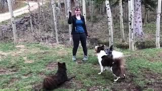 Border Collie vs Mudi