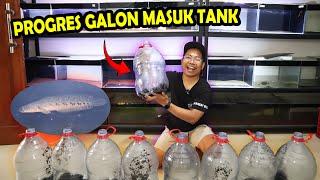 SADIS!! CHANNA 14 CM FULL CABUNG? ANGKAT PROGRES GALON PINDAH KE TANK BOS BOS QU