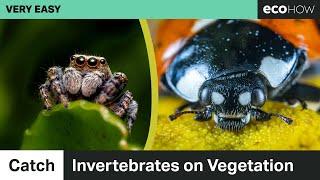 Catch Invertebrates on Vegetation