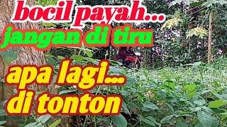 BOCIL PAYAH MAENNYA DI ATAS MOTOR/LAGI 3N4K4N BERKEMBANG BIAK