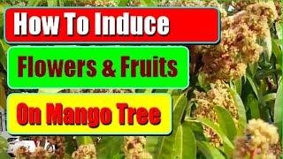 How To Induce Mango Tree To Flower To Produce More Fruits: 2 Methods To Increase Mango Flowering