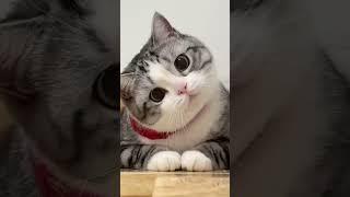 Kucing imut lucu comel #lucu#imutimut#keren#cat#animals#animalsvideo#mainan