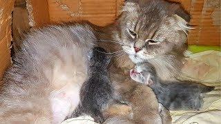 Кошка Матильда кормит новорожденных котят