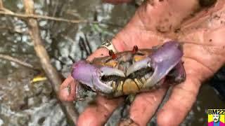 Catching Mangrove Crabs in El Salvador