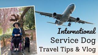 International Service Dog Travel Tips and Vlog