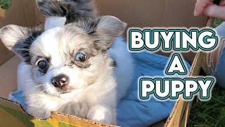 Buying a Puppy!