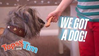 Let's Get a Dog! | Topsy & Tim Full Episode Compilation For Kids | WildBrain Zigzag