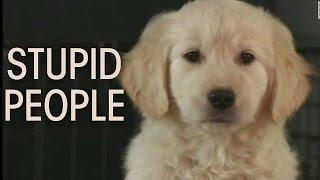 GoDaddy Super Bowl 2015 Puppy Ad - Go Daddy XLIX Puppy Commercial Ad - STUPID PEOPLE