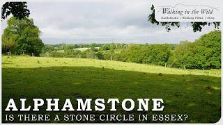 Essex Walks: Could there be a Stone Circle at Alphamstone?