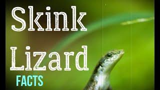 Skink Lizard Facts, Characteristics of Skink Lizard