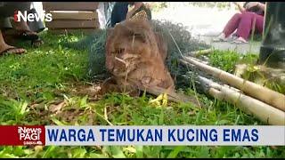 Warga di Solok Temukan Hewan Langka Kucing Emas, Petugas Damkar Bantu Evakuasi #iNewsPagi 22/12