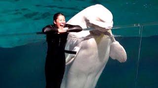 Beluga Whale Night Show at Yokohama Hakkeijima Sea Paradise 【4K】