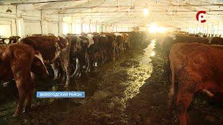 Ужасное содержание коров на ферме в Вологодском районе