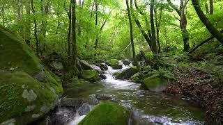 Forest Stream and Birds Singing for a Good Night's Sleep