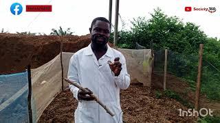 Farming In Africa: University Graduate Finds Innovative Way To Reduce Cassava Seedling By Over 70%.