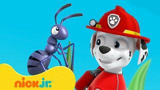 Щенячий патруль | Приключения с КРОШЕЧНЫМ Маршаллом! | Nick Jr. Cyrillic