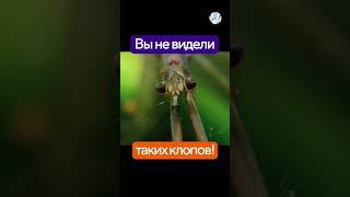 Водяной клоп похожий на палочку