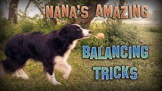 Nana the Border Collie's Amazing Balancing Tricks