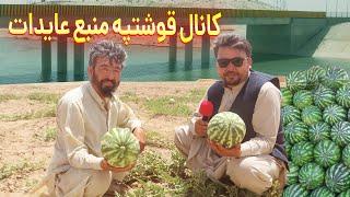 گزارش نظری، زراعت در کنار کنال قوشتپه، حاصلات میوه کانال قوشتپه، پول عمومی | Qoshtepa Canal