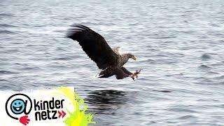 Seeadler - Der König der Lüfte | OLI's Wilde Welt | SWR Kindernetz