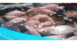 Poly tank vs Aquarium | red tilapia | fish | belakang rumah |