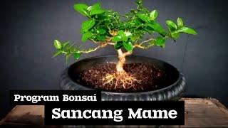 Cutting Bahan Bonsai Sancang Mame