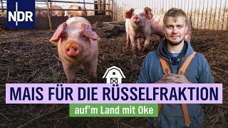 Okes Lösung gegen die Wildgans: Mais dreschen auf Hof Martinen | NDR auf'm Land mit Oke | Folge 5