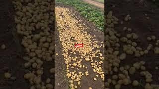 potato harvesting video #farming #aalu #harvesting #aalukikheti #realtechfarming