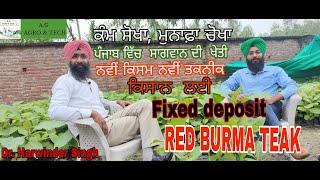 Cultivation of Sagwan (Red Burma teak) in Punjab llਪੰਜਾਬ ਵਿੱਚ ਸਾਗਵਾਨ ਦੀ ਖੇਤੀ ll Cnt No.- 81463 23104