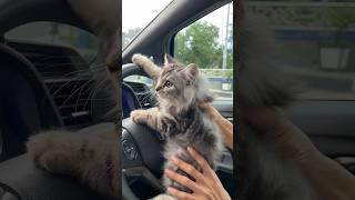 Kitten in the Car