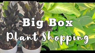 Big Box Plant Haul | Lowe's and Wal-Mart Plant Shopping & Haul | Plant Shopping