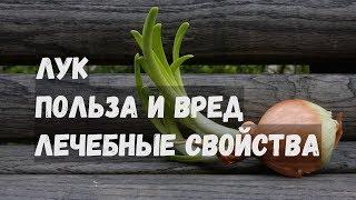 Лук Польза и Вред Лечебные Свойства