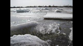 Ледоход на реке Суре-2023! Лёд сносит деревья!