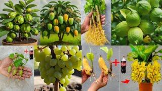 Best Creative 6 Ideas for Grapes, Lemon, Guava, Papaya, Banana and Mango at home