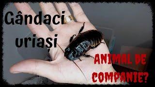 #90 - Gândaci uriași ca și animale de companie? Două dintre cele mai mari specii de gândaci!
