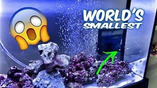 Catching EXOTIC Fish For Nano Aquarium ( World’s SMALLEST Puffer Fish ) - A1A Adventures