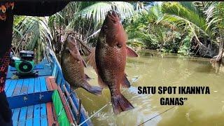 Predator ganas" Surganya Mangrove jack. #mancingkakap