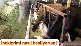 İnek nasıl beslenir?- hayvan bakımı