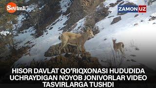 Hisor davlat qo‘riqxonasi hududida uchraydigan noyob jonivorlar video tasvirlarga tushdi