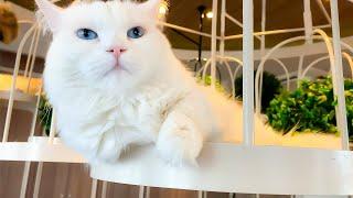 Visiting Japan's Cat Cafe | Cat Cafe MOCHA Shibuya Center Street