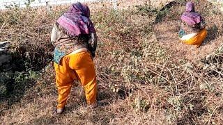 Cleaning Karni Pare Gi | Weeds grow everywhere, so cleaning is a must | Meero Dasi Vlogs.