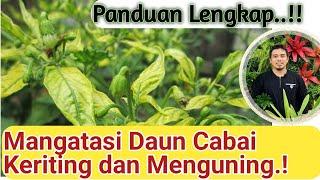 Cara Mengatasi daun keriting pada cabai, tomat, terong, dan tanaman lain, daun keriting pada cabai,