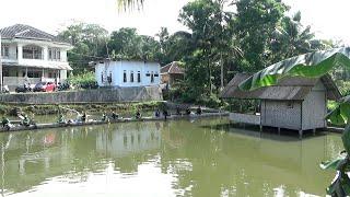 Kolam Borongan Nila Super Mantap