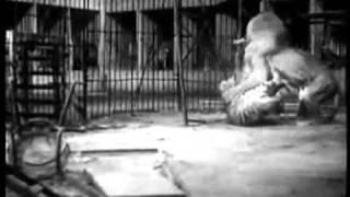 Tiger vs Lion, Big Cage Fight from 1933, uncut Version