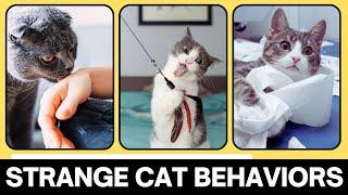 5 Strange Cat Behaviors Explained