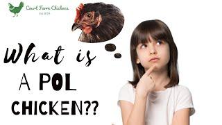 What is a POL Chicken? - what's the difference between a Point of Lay and a Pullet?