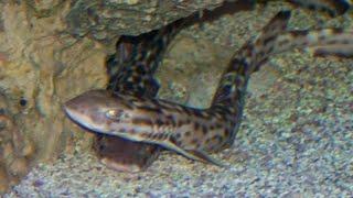 Facts: The Coral Catshark